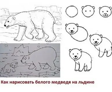 Белый медведь нарисовать карандашом ребенку