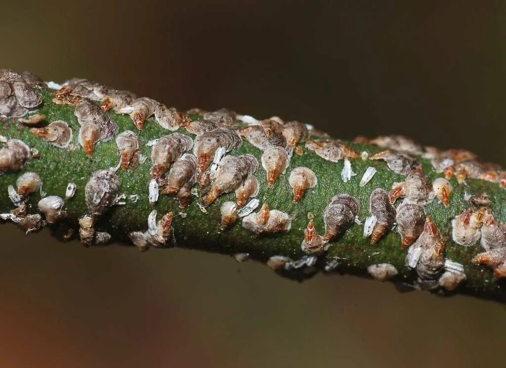 Боярышница на яблоне. Яблонная молелистовертка. Щитовка и муравьи. Заболевание растений за 3 дня. Красногалловая яблонная тля.