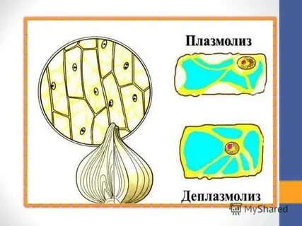 Плазмолиз и деплазмолиз