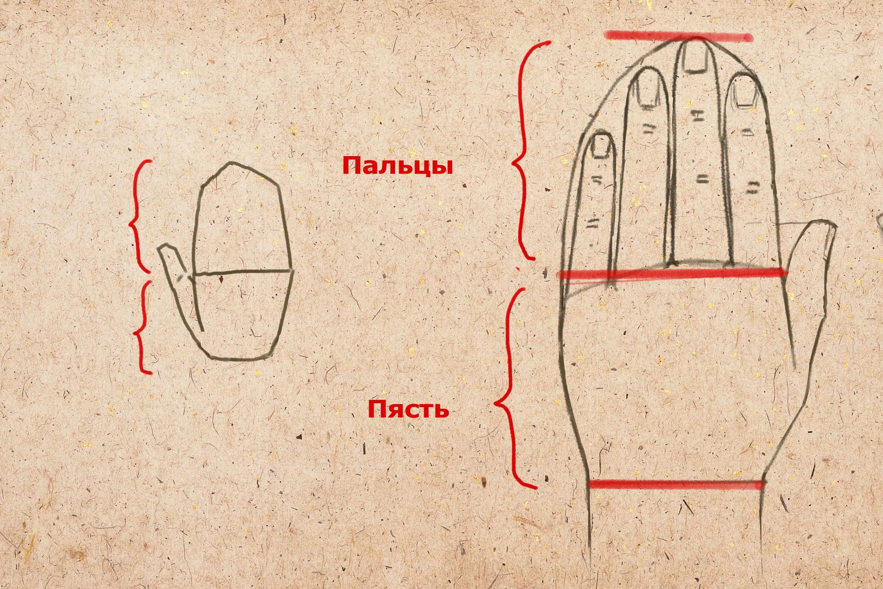 Пропорции кисти руки человека для художников. Пропорции кисти руки. Схема построения человеческой кисти. Пропорции руки человека. Пропорции ладони человека.