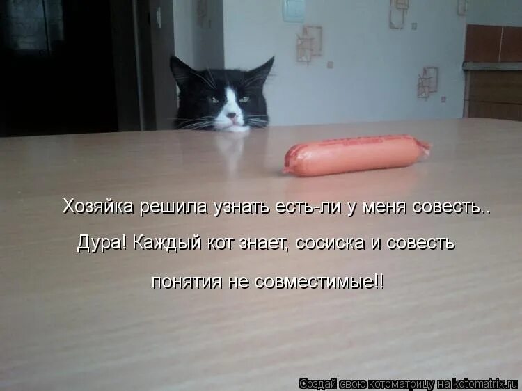 Совсем дура. Киска сосиска. Кот с сосисками. Смешная сосиска. Стих про кота и сосиску.