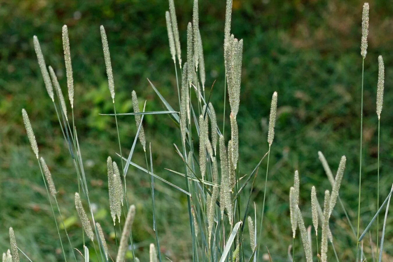 Как выглядит цветок лисохвост Alopecurus pratensis Image of an specimen Plantarium