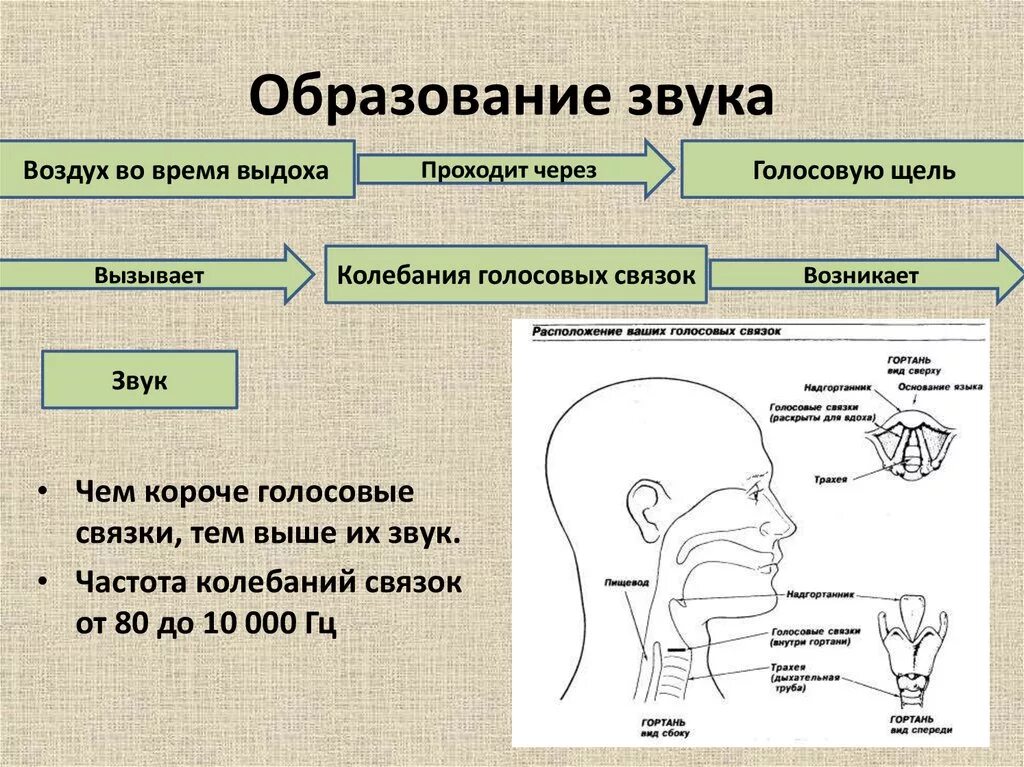 То что слышит человек физика. Схема голосового аппарата человека. Процесс образования звука. Схема образования звука. Строение голосового аппарата.