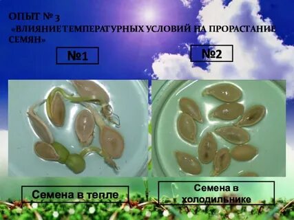 Семена опытом
