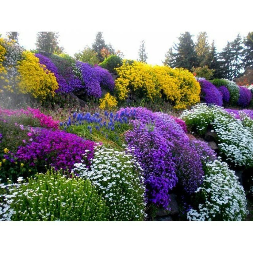 Миксбордер хайди клум. Goodbud'. Красивые неприхотливые многолетники. Горечавка альпийская. Очиток видный (sedum spectabile `brilliant`).