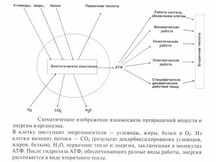 Динамическое действие