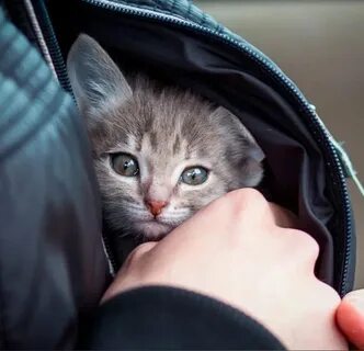 Котенок доверяет