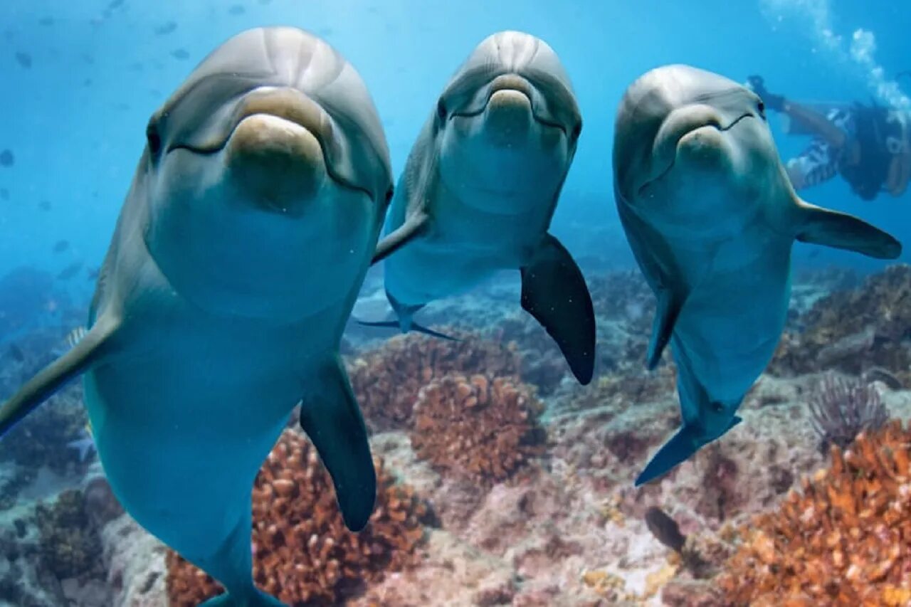 Презентация дельфины люди моря. Байкальский дельфин. Дельфины для детей. Плавать с дельфинами. Дельфины.