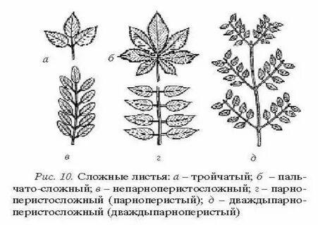 Пример простых и сложных листьев