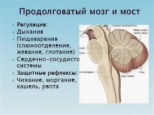 Роль продолговатого мозга. Строение продолговатого мозга и моста. Функции продолговатого мозга головного мозга. Дорсальная поверхность продолговатого мозга и моста. Задняя граница продолговатого мозга.