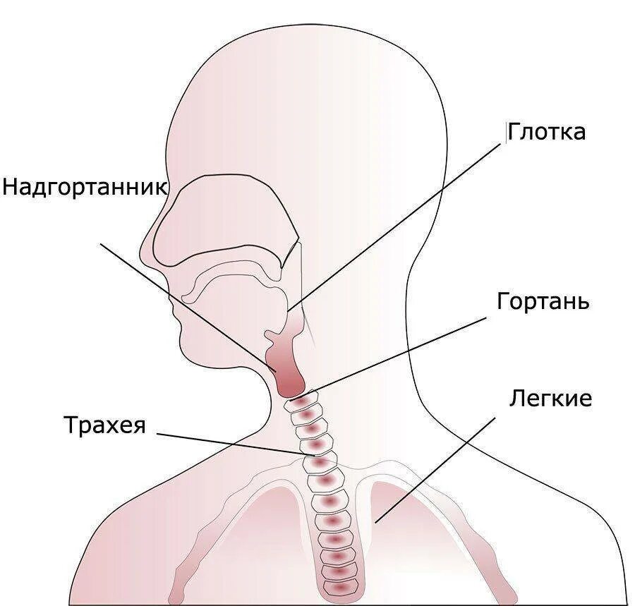 Где располагается гортань. Горло гортань трахея анатомия. гортань трахея пищевод.