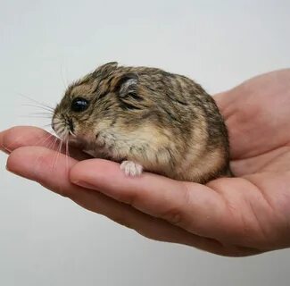Русский хомяк