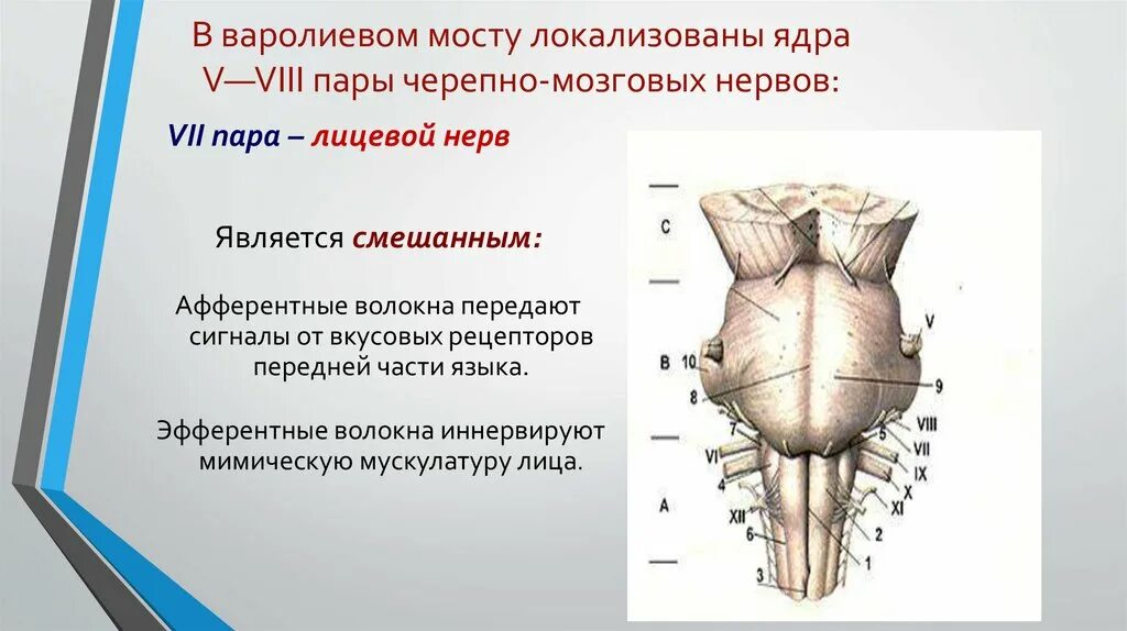 7 черепной нерв. 7 Пара черепных нервов ядра. Ядра 7 пары черепных. 7 Пара черепно-мозговых нервов ядра. Мост ядра черепных нервов.