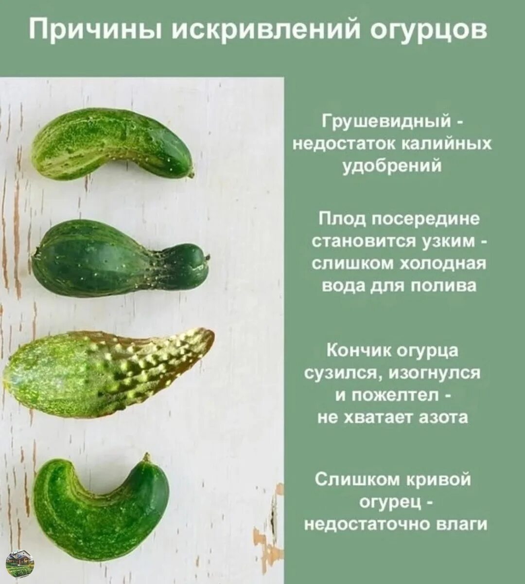 Форма огурца о чем говорит фото описание. Форма огурца чего не хватает. Форма огурца о чем говорит фото описание. Форма огурца о чем говорит фото описание. Чего не хватает ьогурцам по форме.