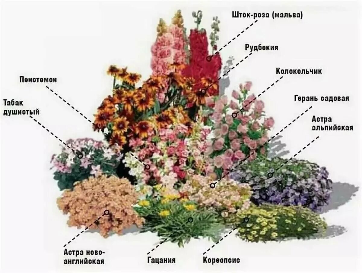 Клумба из многолетников непрерывного цветения схема. Схема миксбордера непрерывного цветения. миксбордер непрерывного цветения многолетников схема. схема миксбордера непрерывного цветения для чайников. клумбы миксбордеры непрерывного цветения.