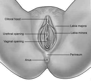 A Magnificent Display of the Female Anatomy: The Vagina Gal...