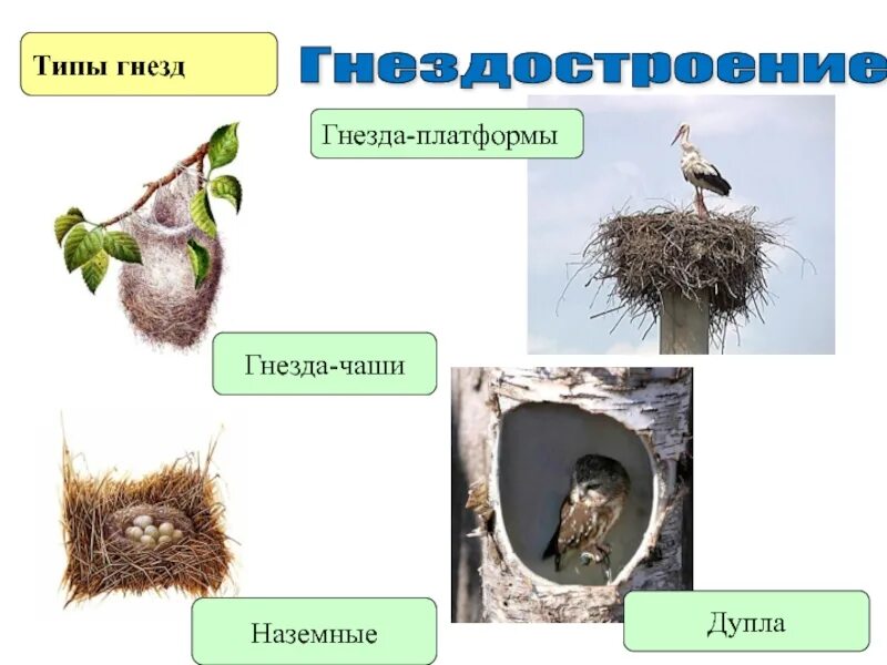 Тип гнезда. Виды гнезд. типы гнездования. виды гнезд птиц. различные типы гнёзд.