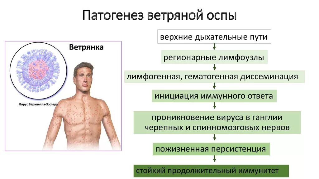 Этиология сыпей. Ветряная оспа патогенез схема. Этиологический фактор ветряной оспы. Ветряная оспа этиология. Вирус ветряной оспы патогенез.