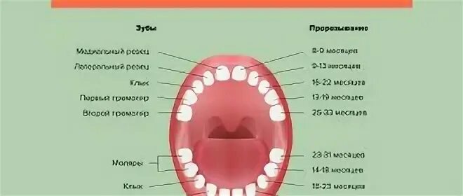 Температура на зубы как отличить. Схема молочных зубов. Схема прорезывания зубов у детей.