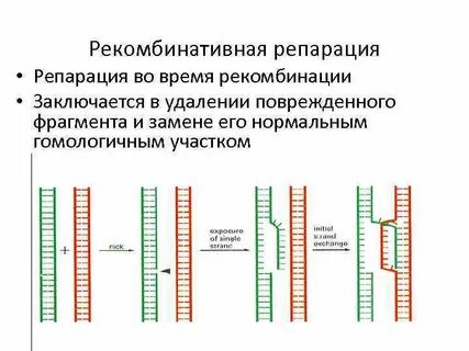 Репликация репарация