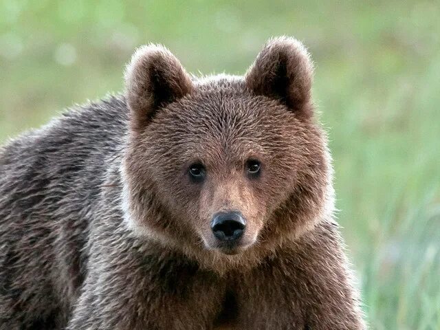Baby Bears For Sale Best Sale poligraf-ti.kz