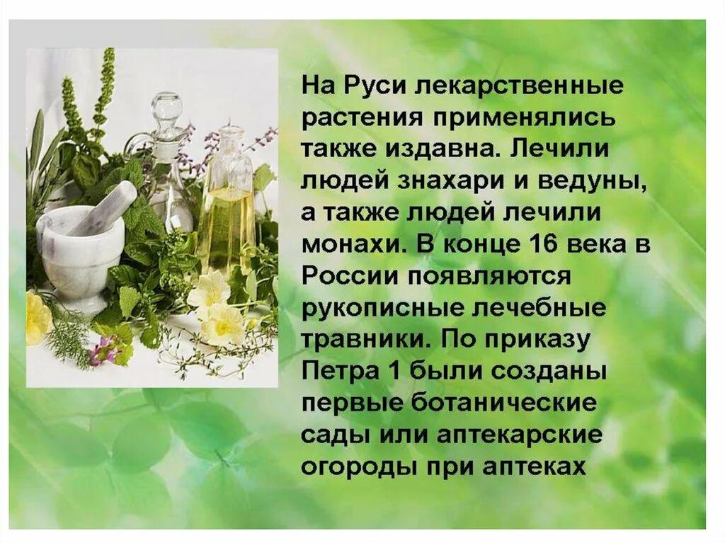 Какие растения используют для лекарств. Лекарственные растения. лекарственные растения презентация. лекарственные растения слайд. полезные лекарственные растения для человека.