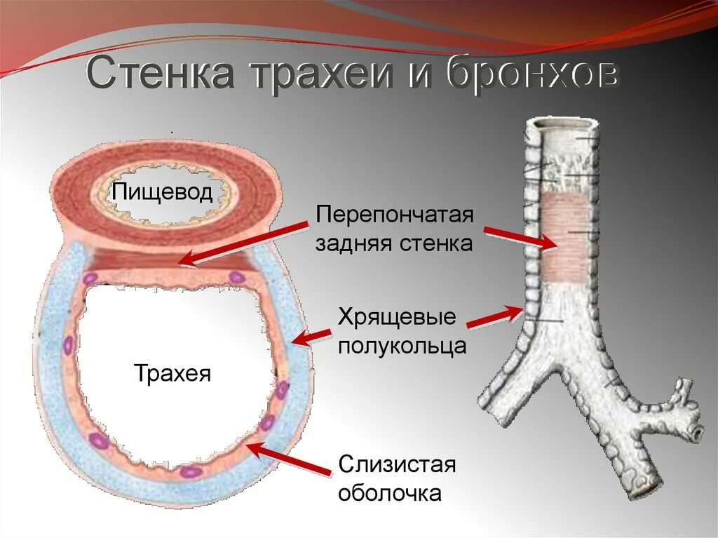 Структура состоящая из хрящевых полуколец