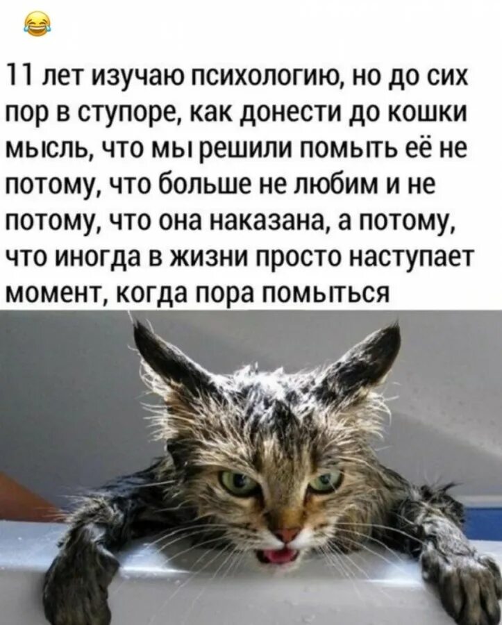 Кошки тоже люди. Котизм с надписями. Глаза пантеры девушек. Кошка тоже человек. Коты от кого произошел хозяин.