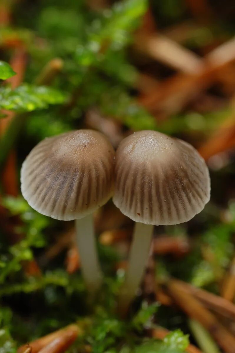 Грибы на рабочий стол. Маленький гриб 16. Маленький беленький гриб. Обои на рабочий стол грибы. Красивые маленькие грабы.