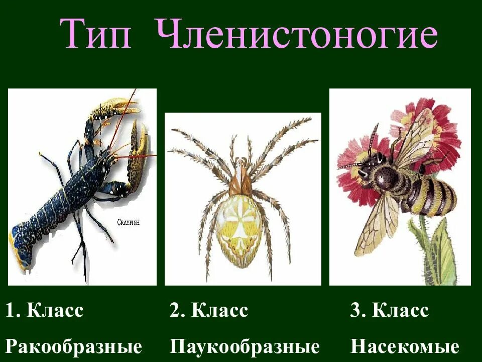 5 видов паукообразных
