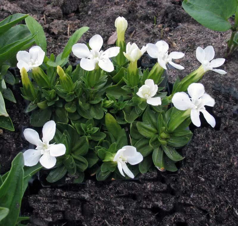 Цветок ранний с белыми цветами. Гентиана цветок белый. Горечавка Gentiana Вайт Magic. Мыльнянка базиликолистная. Белые цветы ранние низкорослые.