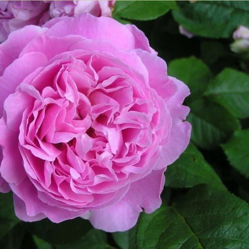 Саженцы розы Claire Rose (Клер Роуз) купить в Москве, растения по цене от 490 ру