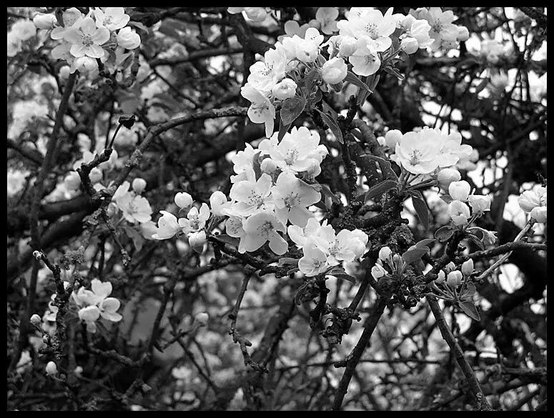 Картинки май черно белые. Яблони в цвету. Белые цветущие сады. Куст цветов.