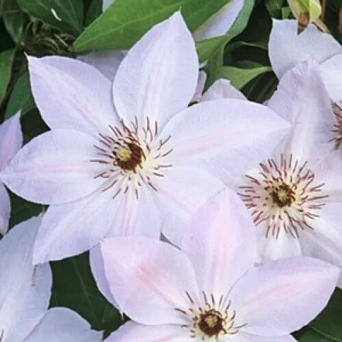 Клематис матка седлиска фото Clematis hybrids group ... ... Clematis