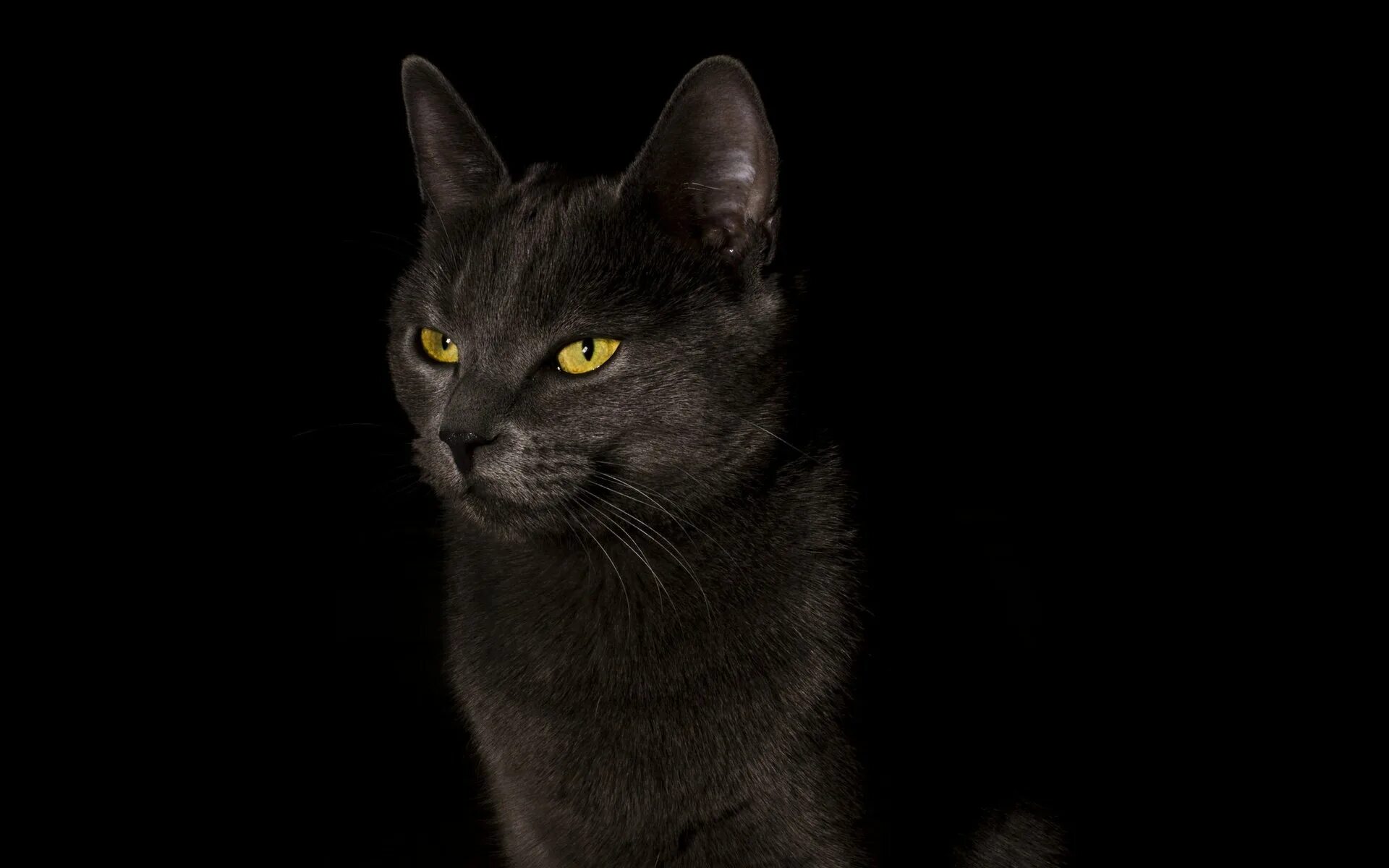 Черный фон картинка на обои. Черные обои. Обои на рабочий стол кошки. Фото кота на черном фоне. Черный фон картинка.