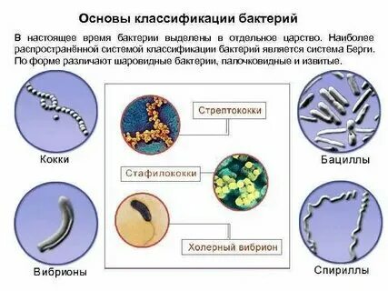 На какие группы делятся бактерии примеры помогите пожалуйста с этим заданием срочно нужно. Заполните таблицу. Роль бактер