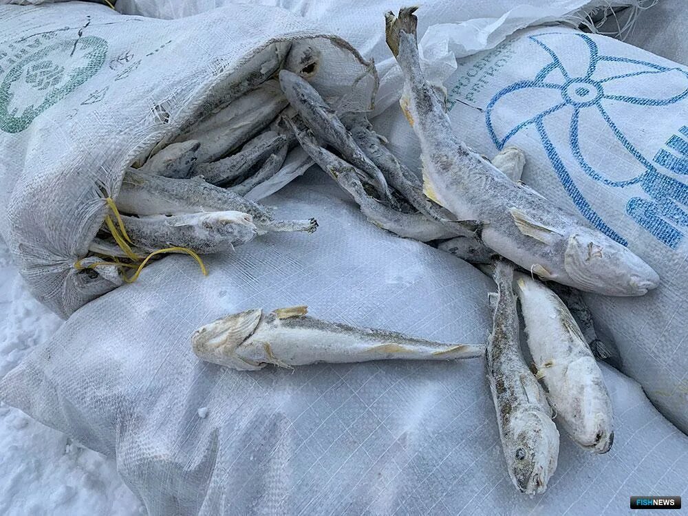 Навага приморье. Навага воркутинская. навага воркута. рабка в ненецком автономном округе. рыбоохрана ненецкого автономного округа.