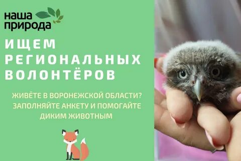 Помощь диким