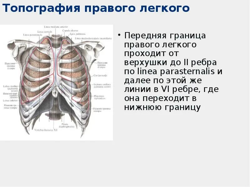 Передняя граница легких. Передняя граница правого легкого. Система органов дыхания в ребрах. Linea parasternalis. Как проходит передняя граница легкого.