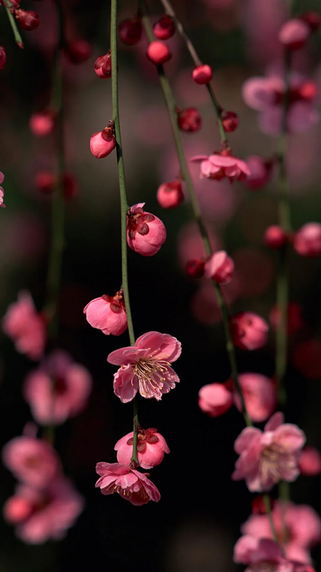 Цветы на телефон айфон. Хонор Сакура. Маленькие розовые цветы. Мелкие розовые цветочки.