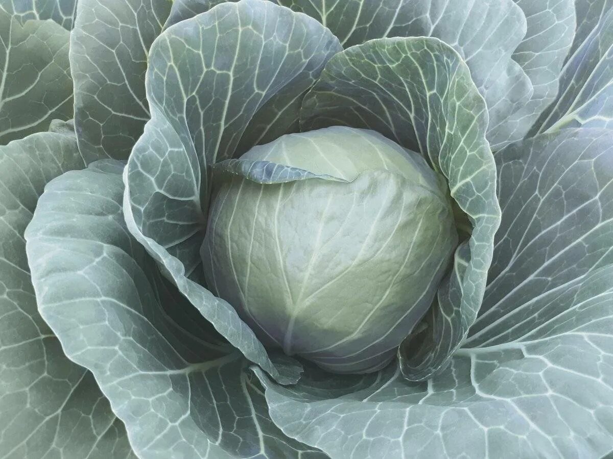 Капуста графиня f1. Капуста московская поздняя амагер. Капуста белокочанная сорт июньская. Капуста сорт шармант. Капуста тиара.