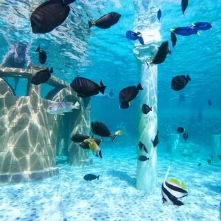 Sealanya Seapark Dolphinpark - Alanya Antalya 