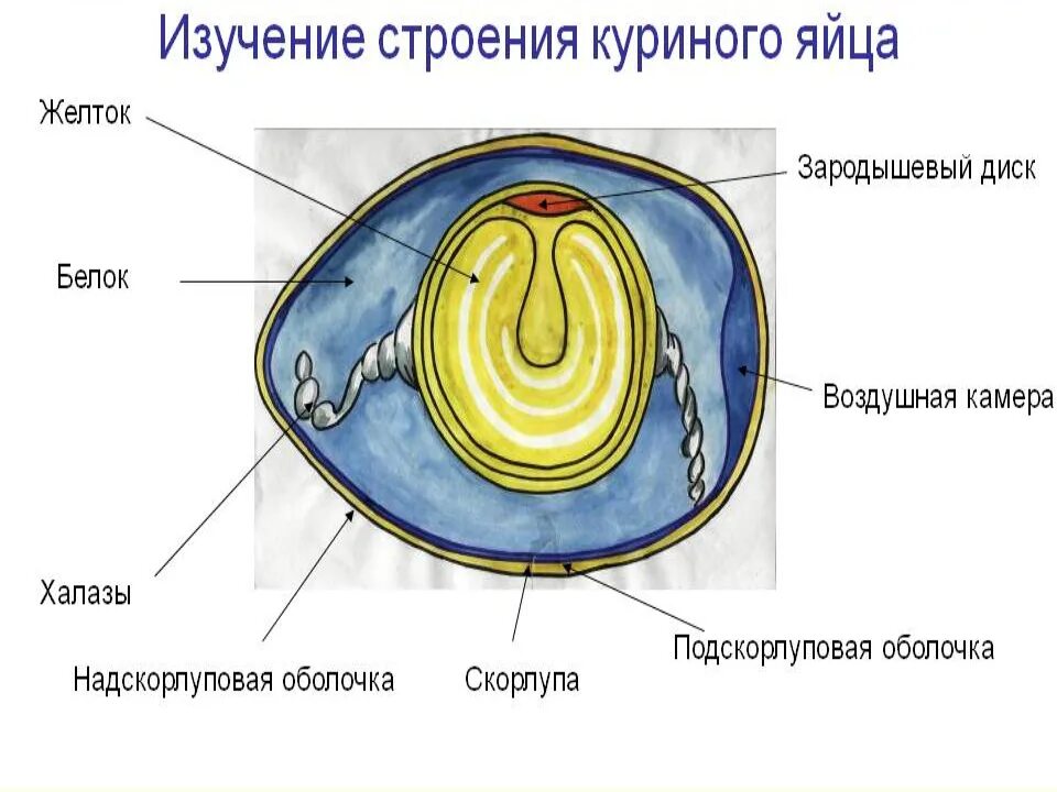 Функции оболочек яйца. Желток белок строение яйца. Схема строения яйца птицы. Строение желтка яйца. Схема строения куриного яйца рисунок.