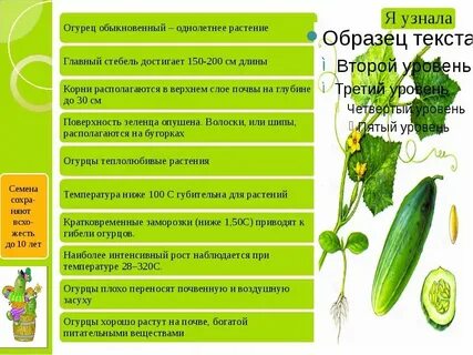Систематика огурца обыкновенного