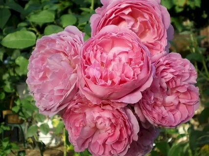 Rose отзывы