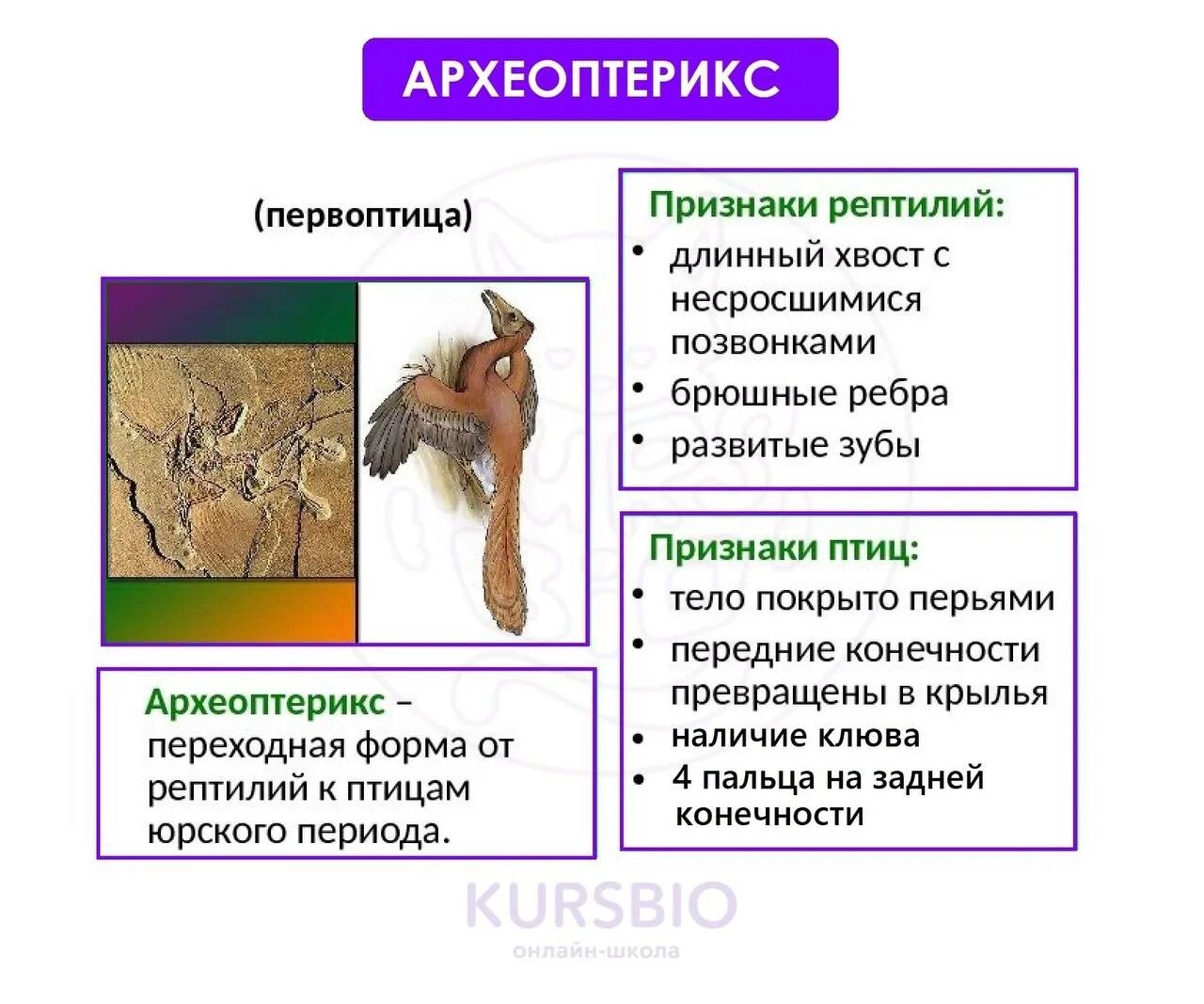 Археоптерикс переходная форма между