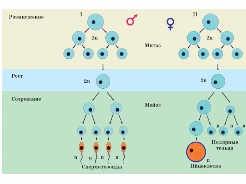 Сперматогенез и оогенез. Гаметогенез и эмбриогенез. Зона размножения гаметогенеза. Гаметогенез сперматогенез схема. Каким номером на схеме обозначена полярная тельцы