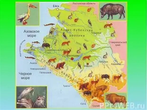 В какой природной зоне располагается краснодарский край. Животный мир Краснодарского края карта. Растительный и животный мир Краснодарского края карта. Животные Краснодарского края на карте. Животный мир Краснодарского края 3 класс кубановедение.