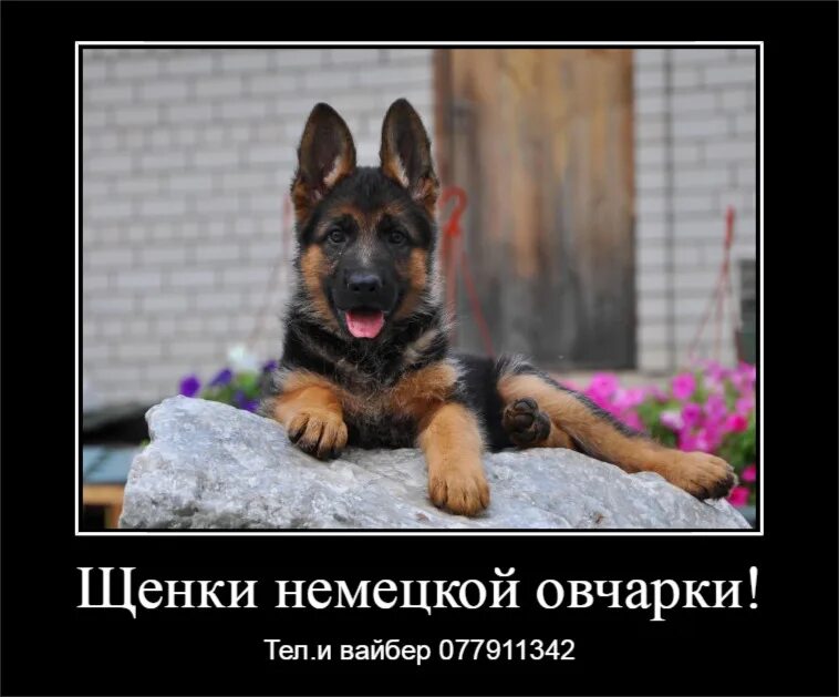 Как быстрее продать собаку