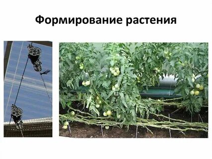 Томаты защищенного грунта
